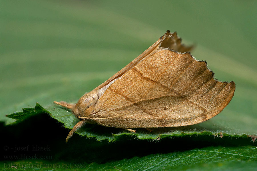 Falcaria lacertinaria