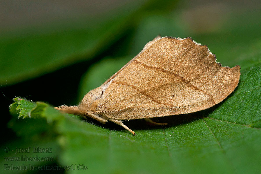 Falcaria lacertinaria