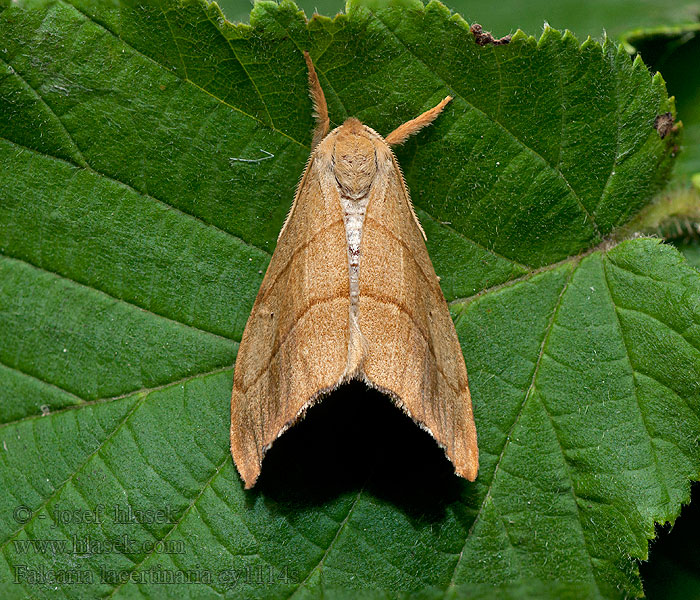 Falcaria lacertinaria