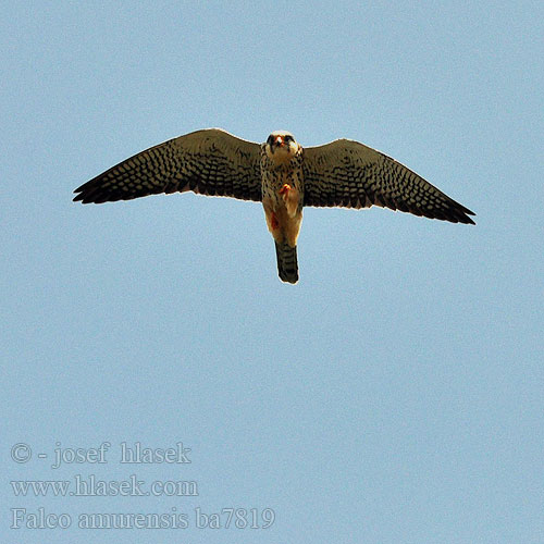 Falco amurensis vespertinus Amur Falcon Poštolka amurská Amurfalke Cernícalo Amur Amurfalk Amurinhaukka Faucon Amour steppes Falco cuculo アカアシチョウゲンボウ Amoerroodpootvalk Kobczyk amurski Falcão-pés-vermelhos-oriental Oostelike Rooipootvalk Kozi wa Amur Seotsanyana Rukodzi 紅腳隼 亞穆爾隼 Amur doğanı เหยี่ยวตีนแดง Кобчик амурский 비둘기조롱이 Amuri vércse