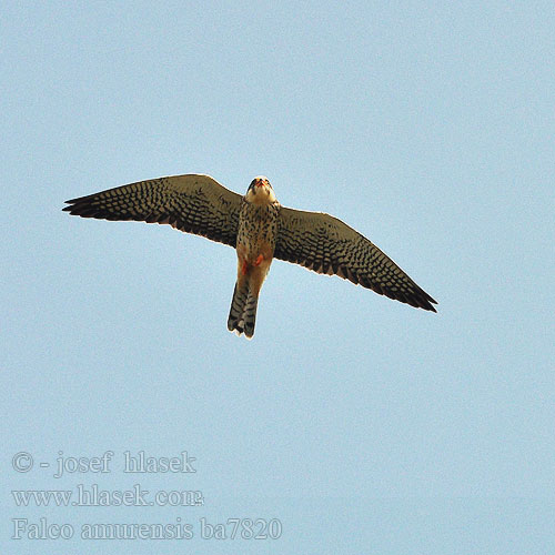 Amurfalke Cernícalo Amur Amurfalk Amurinhaukka Faucon Amour steppes Falco cuculo アカアシチョウゲンボウ Amoerroodpootvalk Kobczyk amurski Falcão-pés-vermelhos-oriental Oostelike Rooipootvalk Kozi wa Amur Seotsanyana Rukodzi 紅腳隼 亞穆爾隼 Amur doğanı เหยี่ยวตีนแดง Кобчик амурский 비둘기조롱이 Amuri vércse Falco amurensis vespertinus Amur Falcon Poštolka amurská