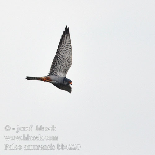 Faucon Amour steppes Falco cuculo アカアシチョウゲンボウ Amoerroodpootvalk Kobczyk amurski Falcão-pés-vermelhos-oriental Oostelike Rooipootvalk Kozi wa Amur Seotsanyana Rukodzi 紅腳隼 亞穆爾隼 Amur doğanı เหยี่ยวตีนแดง Кобчик амурский 비둘기조롱이 Amuri vércse Falco amurensis vespertinus Amur Falcon Poštolka amurská Amurfalke Cernícalo Amur Amurfalk Amurinhaukka