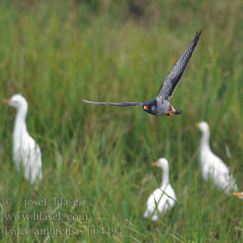 Amoerroodpootvalk Kobczyk amurski Falcão-pés-vermelhos-oriental Oostelike Rooipootvalk Kozi wa Amur Seotsanyana Rukodzi 紅腳隼 亞穆爾隼 Amur doğanı เหยี่ยวตีนแดง Кобчик амурский 비둘기조롱이 Amuri vércse Falco amurensis vespertinus Amur Falcon Poštolka amurská Amurfalke Cernícalo Amur Amurfalk Amurinhaukka Faucon Amour steppes Falco cuculo アカアシチョウゲンボウ