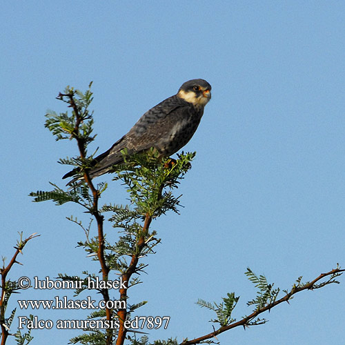 紅腳隼 亞穆爾隼 Amur doğanı เหยี่ยวตีนแดง Кобчик амурский 비둘기조롱이 Amuri vércse Falco amurensis vespertinus Amur Falcon Poštolka amurská Amurfalke Cernícalo Amur Amurfalk Amurinhaukka Faucon Amour steppes Falco cuculo アカアシチョウゲンボウ Amoerroodpootvalk Kobczyk amurski Falcão-pés-vermelhos-oriental Oostelike Rooipootvalk Kozi wa Amur Seotsanyana Rukodzi