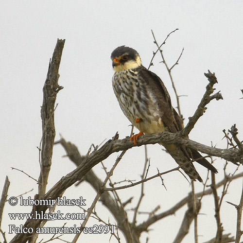 Кобчик амурский 비둘기조롱이 Amuri vércse Falco amurensis vespertinus Amur Falcon Poštolka amurská Amurfalke Cernícalo Amur Amurfalk Amurinhaukka Faucon Amour steppes Falco cuculo アカアシチョウゲンボウ Amoerroodpootvalk Kobczyk amurski Falcão-pés-vermelhos-oriental Oostelike Rooipootvalk Kozi wa Amur Seotsanyana Rukodzi 紅腳隼 亞穆爾隼 Amur doğanı เหยี่ยวตีนแดง