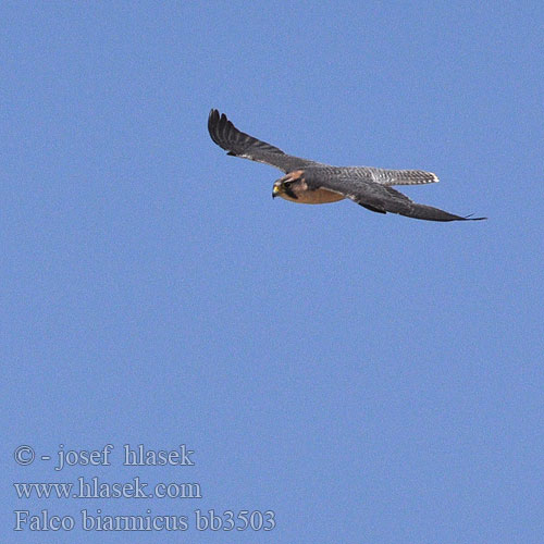 Lanner Falcon Lannerfalk Keltapäähaukka