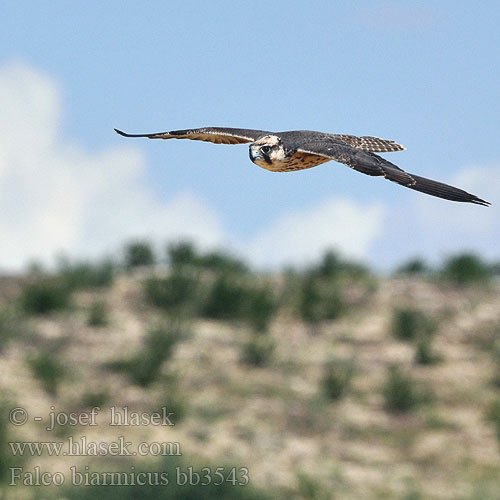 Faucon lanier Lannervalk Falco lanario Feldegg