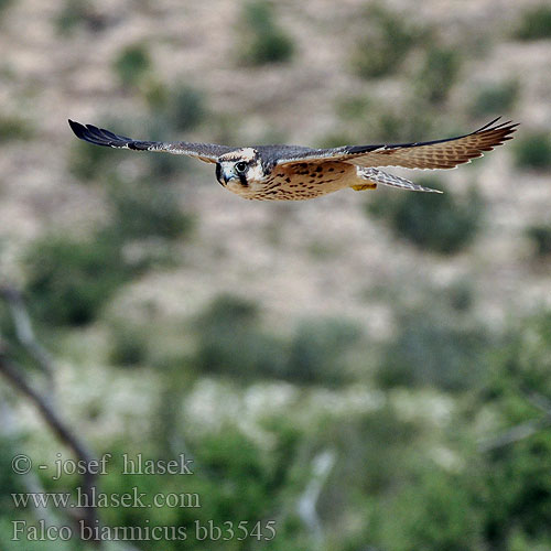 Falco lanario Feldegg sólyom Lannerfalke