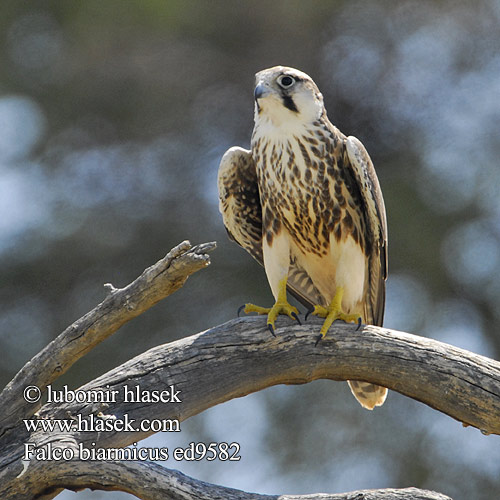 Falco biarmicus ed9582