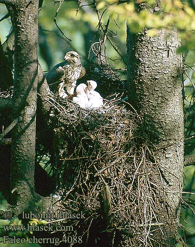 Falco cherrug Saker Würgfalke Faucon sacre Halcón Sacre Raroh velký Slagfalk Saker Valk Aavikkohaukka Sacro Tartarfalk Tatarfalk Stepski soko Στεπογέρακο Falcão Sacre Балобан Raróg Sokol rároh Kerecsensólyom 獵隼 セアカアハヤブサ 헨다손매 Στεπογέρακο Ulu doğan בז ציידים