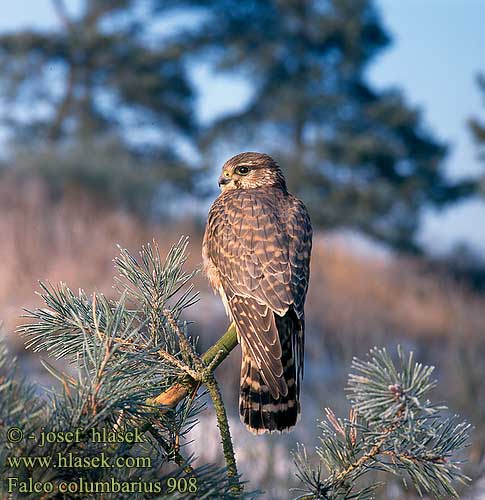 Falco columbarius 908