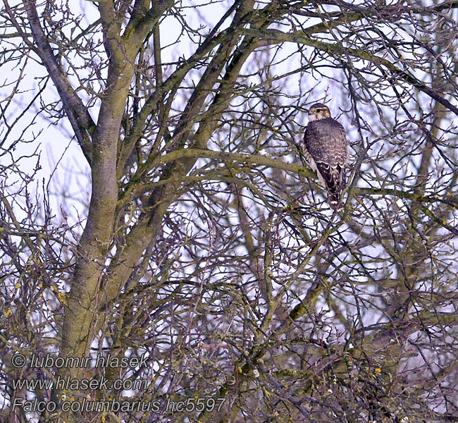 Falco_columbarius_hc5597