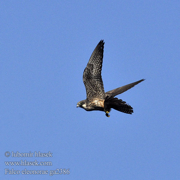 Falco eleonorae ga2386