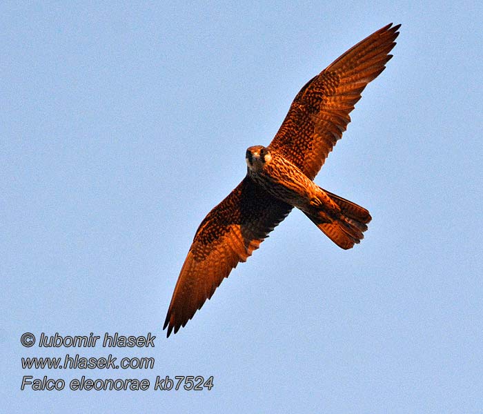 Faucon Éléonore Falco eleonorae