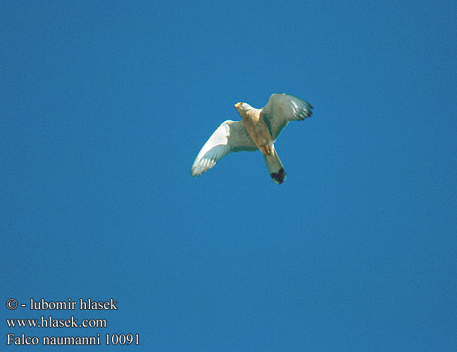 Falco naumanni Lesser Kestrel Rötelfalke Faucon crécerellette Cernícalo Primilla Poštolka jižní Lille Tårnfalk Kleine Torenvalk Pikkutuulihaukka Grillaio Rødfalk Rödfalk Peneireiro-das-torres Пустельга степная Pustułeczka Sokol bielopazúravý Κιρκινέζι Fehérkarmú vércse 黄爪隼 ヒメチョウゲンボウ العويسق Κιρκινέζι Степовий боривітер Kleinrooivalk Küçük kerkenez בז אדום