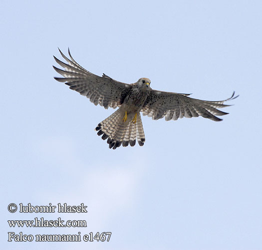 Степовий боривітер Kleinrooivalk Küçük kerkenez בז אדום Falco naumanni Lesser Kestrel Rötelfalke Faucon crécerellette Cernícalo Primilla Poštolka jižní Lille Tårnfalk Kleine Torenvalk Pikkutuulihaukka Grillaio Rødfalk Rödfalk Peneireiro-das-torres Пустельга степная Pustułeczka Sokol bielopazúravý Κιρκινέζι Fehérkarmú vércse 黄爪隼 ヒメチョウゲンボウ العويسق Κιρκινέζι