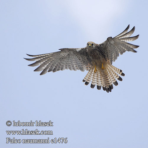 Küçük kerkenez בז אדום Falco naumanni Lesser Kestrel Rötelfalke Faucon crécerellette Cernícalo Primilla Poštolka jižní Lille Tårnfalk Kleine Torenvalk Pikkutuulihaukka Grillaio Rødfalk Rödfalk Peneireiro-das-torres Пустельга степная Pustułeczka Sokol bielopazúravý Κιρκινέζι Fehérkarmú vércse 黄爪隼 ヒメチョウゲンボウ العويسق Κιρκινέζι Степовий боривітер Kleinrooivalk