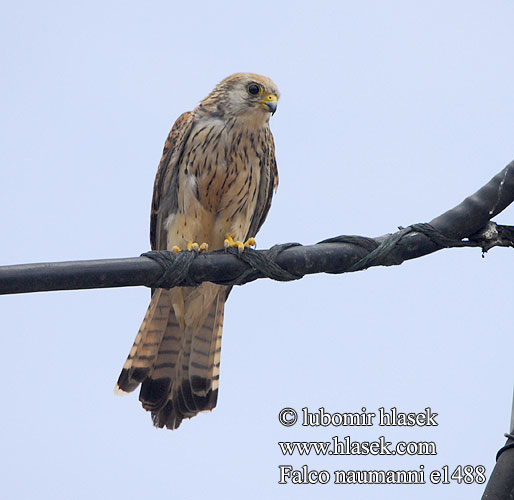 Lesser Kestrel Rötelfalke Faucon crécerellette Cernícalo Primilla Poštolka jižní Lille Tårnfalk Kleine Torenvalk Pikkutuulihaukka Grillaio Rødfalk Rödfalk Peneireiro-das-torres Пустельга степная Pustułeczka Sokol bielopazúravý Κιρκινέζι Fehérkarmú vércse 黄爪隼 ヒメチョウゲンボウ العويسق Κιρκινέζι Степовий боривітер Kleinrooivalk Küçük kerkenez בז אדום Falco naumanni