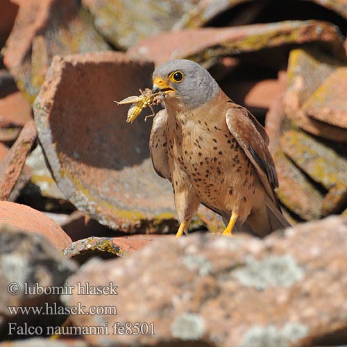 Fehérkarmú vércse 黄爪隼 ヒメチョウゲンボウ العويسق Κιρκινέζι Степовий боривітер Kleinrooivalk Küçük kerkenez בז אדום Falco naumanni Lesser Kestrel Rötelfalke Faucon crécerellette Cernícalo Primilla Poštolka jižní Lille Tårnfalk Kleine Torenvalk Pikkutuulihaukka Grillaio Rødfalk Rödfalk Peneireiro-das-torres Пустельга степная Pustułeczka Sokol bielopazúravý Κιρκινέζι