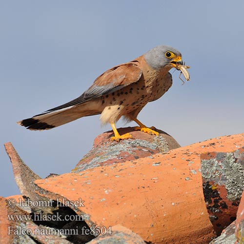 黄爪隼 ヒメチョウゲンボウ العويسق Κιρκινέζι Степовий боривітер Kleinrooivalk Küçük kerkenez בז אדום Falco naumanni Lesser Kestrel Rötelfalke Faucon crécerellette Cernícalo Primilla Poštolka jižní Lille Tårnfalk Kleine Torenvalk Pikkutuulihaukka Grillaio Rødfalk Rödfalk Peneireiro-das-torres Пустельга степная Pustułeczka Sokol bielopazúravý Κιρκινέζι Fehérkarmú vércse