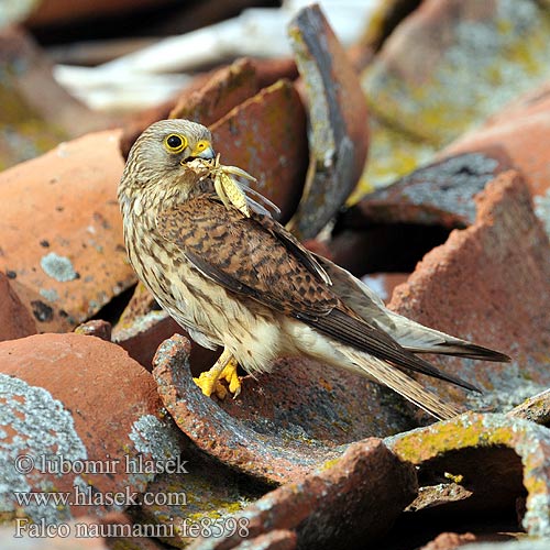 Κιρκινέζι Степовий боривітер Kleinrooivalk Küçük kerkenez בז אדום Falco naumanni Lesser Kestrel Rötelfalke Faucon crécerellette Cernícalo Primilla Poštolka jižní Lille Tårnfalk Kleine Torenvalk Pikkutuulihaukka Grillaio Rødfalk Rödfalk Peneireiro-das-torres Пустельга степная Pustułeczka Sokol bielopazúravý Κιρκινέζι Fehérkarmú vércse 黄爪隼 ヒメチョウゲンボウ العويسق