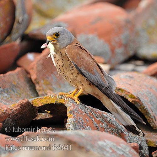 Степовий боривітер Kleinrooivalk Küçük kerkenez בז אדום Falco naumanni Lesser Kestrel Rötelfalke Faucon crécerellette Cernícalo Primilla Poštolka jižní Lille Tårnfalk Kleine Torenvalk Pikkutuulihaukka Grillaio Rødfalk Rödfalk Peneireiro-das-torres Пустельга степная Pustułeczka Sokol bielopazúravý Κιρκινέζι Fehérkarmú vércse 黄爪隼 ヒメチョウゲンボウ العويسق Κιρκινέζι