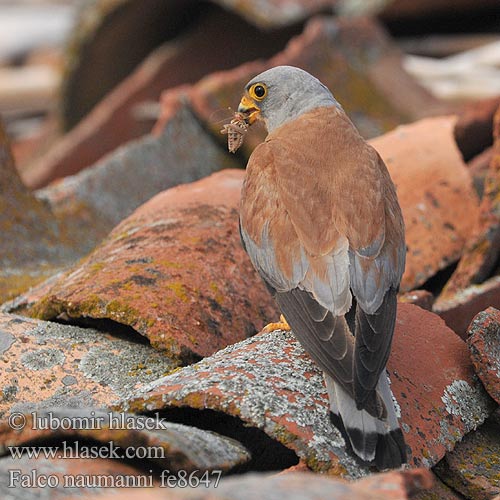 Kleinrooivalk Küçük kerkenez בז אדום Falco naumanni Lesser Kestrel Rötelfalke Faucon crécerellette Cernícalo Primilla Poštolka jižní Lille Tårnfalk Kleine Torenvalk Pikkutuulihaukka Grillaio Rødfalk Rödfalk Peneireiro-das-torres Пустельга степная Pustułeczka Sokol bielopazúravý Κιρκινέζι Fehérkarmú vércse 黄爪隼 ヒメチョウゲンボウ العويسق Κιρκινέζι Степовий боривітер