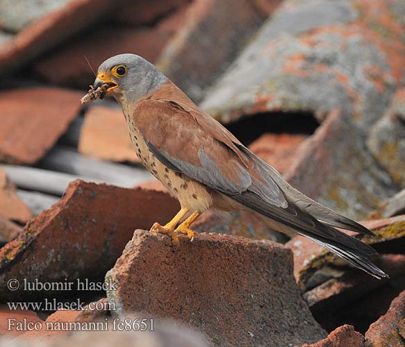 Küçük kerkenez בז אדום Falco naumanni Lesser Kestrel Rötelfalke Faucon crécerellette Cernícalo Primilla Poštolka jižní Lille Tårnfalk Kleine Torenvalk Pikkutuulihaukka Grillaio Rødfalk Rödfalk Peneireiro-das-torres Пустельга степная Pustułeczka Sokol bielopazúravý Κιρκινέζι Fehérkarmú vércse 黄爪隼 ヒメチョウゲンボウ العويسق Κιρκινέζι Степовий боривітер Kleinrooivalk