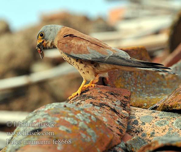 בז אדום Falco naumanni Lesser Kestrel Rötelfalke Faucon crécerellette Cernícalo Primilla Poštolka jižní Lille Tårnfalk Kleine Torenvalk Pikkutuulihaukka Grillaio Rødfalk Rödfalk Peneireiro-das-torres Пустельга степная Pustułeczka Sokol bielopazúravý Κιρκινέζι Fehérkarmú vércse 黄爪隼 ヒメチョウゲンボウ العويسق Κιρκινέζι Степовий боривітер Kleinrooivalk Küçük kerkenez