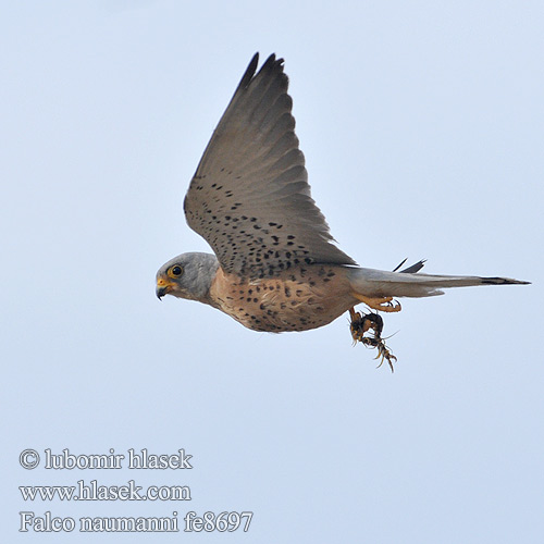 Falco naumanni Lesser Kestrel Rötelfalke Faucon crécerellette Cernícalo Primilla Poštolka jižní Lille Tårnfalk Kleine Torenvalk Pikkutuulihaukka Grillaio Rødfalk Rödfalk Peneireiro-das-torres Пустельга степная Pustułeczka Sokol bielopazúravý Κιρκινέζι Fehérkarmú vércse 黄爪隼 ヒメチョウゲンボウ العويسق Κιρκινέζι Степовий боривітер Kleinrooivalk Küçük kerkenez בז אדום