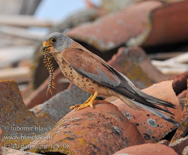 Lesser Kestrel Rötelfalke Faucon crécerellette Cernícalo Primilla Poštolka jižní Lille Tårnfalk Kleine Torenvalk Pikkutuulihaukka Grillaio Rødfalk Rödfalk Peneireiro-das-torres Пустельга степная Pustułeczka Sokol bielopazúravý Κιρκινέζι Fehérkarmú vércse 黄爪隼 ヒメチョウゲンボウ العويسق Κιρκινέζι Степовий боривітер Kleinrooivalk Küçük kerkenez בז אדום Falco naumanni