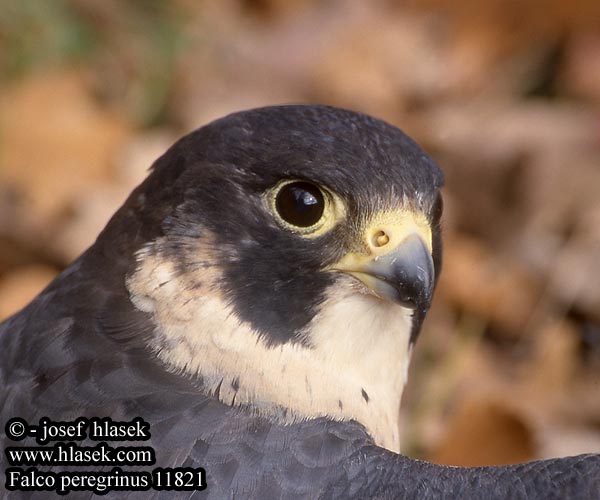 Falco peregrinus Peregrine Wanderfalke Faucon pèlerin Halcón Peregrino Sokol stěhovavý Vandrefalk Slechtvalk Muuttohaukka Falco pellegrino Vandrefalk Pilgrimsfalk Sivi soko Falcão peregrino Сапсан Sokół wędrowny Sokol sťahovavý Vándorsólyom Shaheen Falcon Lielais piekūns 游隼 ハヤブサ الشاهين 매 Πετρίτης Swerfvalk Doğan בז נודד