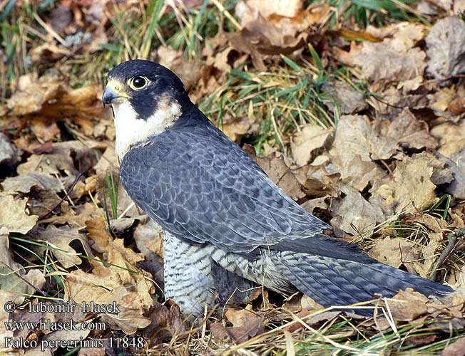 Halcón Peregrino Sokol stěhovavý Vandrefalk Slechtvalk Muuttohaukka Falco pellegrino Vandrefalk Pilgrimsfalk Sivi soko Falcão peregrino Сапсан Sokół wędrowny Sokol sťahovavý Vándorsólyom Shaheen Falcon Lielais piekūns 游隼 ハヤブサ الشاهين 매 Πετρίτης Swerfvalk Doğan בז נודד Falco peregrinus Peregrine Wanderfalke Faucon pèlerin