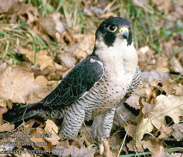 Falco pellegrino Vandrefalk Pilgrimsfalk Sivi soko Falcão peregrino Сапсан Sokół wędrowny Sokol sťahovavý Vándorsólyom Shaheen Falcon Lielais piekūns 游隼 ハヤブサ الشاهين 매 Πετρίτης Swerfvalk Doğan בז נודד Falco peregrinus Peregrine Wanderfalke Faucon pèlerin Halcón Peregrino Sokol stěhovavý Vandrefalk Slechtvalk Muuttohaukka