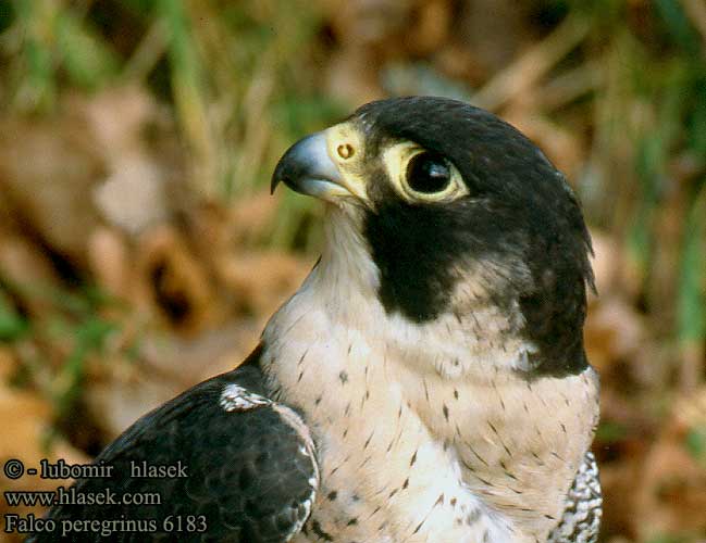 游隼 ハヤブサ الشاهين 매 Πετρίτης Swerfvalk Doğan בז נודד Falco peregrinus Peregrine Wanderfalke Faucon pèlerin Halcón Peregrino Sokol stěhovavý Vandrefalk Slechtvalk Muuttohaukka Falco pellegrino Vandrefalk Pilgrimsfalk Sivi soko Falcão peregrino Сапсан Sokół wędrowny Sokol sťahovavý Vándorsólyom Shaheen Falcon Lielais piekūns