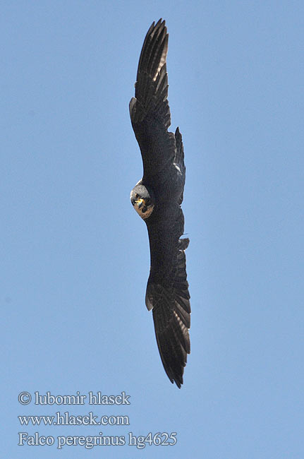 Vándorsólyom Shaheen Falcon Lielais piekūns