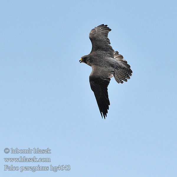 Falco peregrinus Halcón Peregrino Sokol stěhovavý