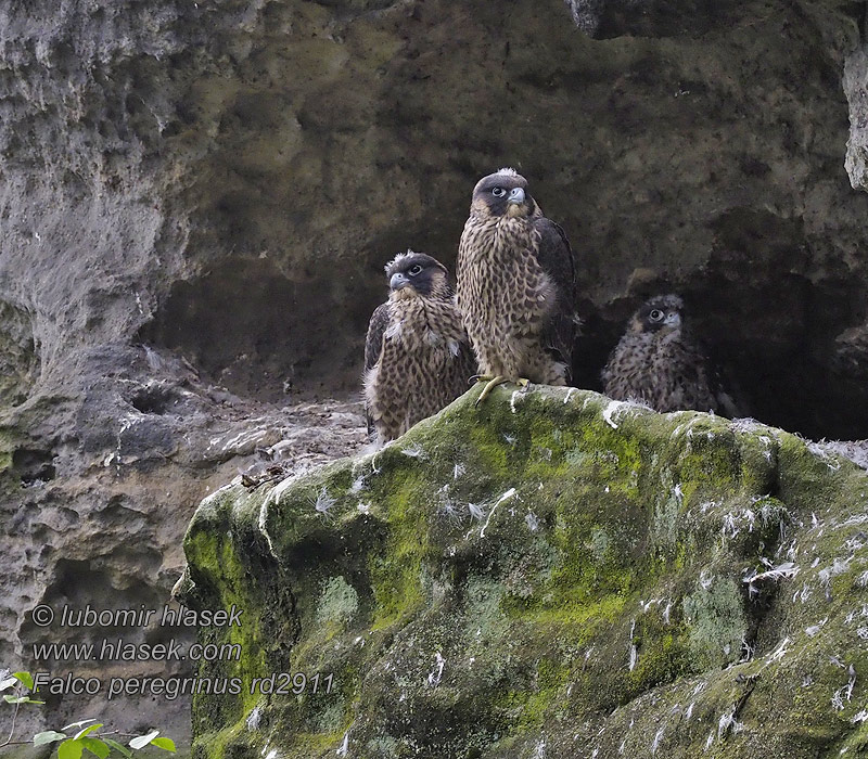 Falcão peregrino Falco peregrinus