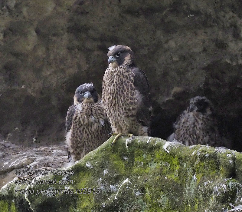 Сапсан Falco peregrinus