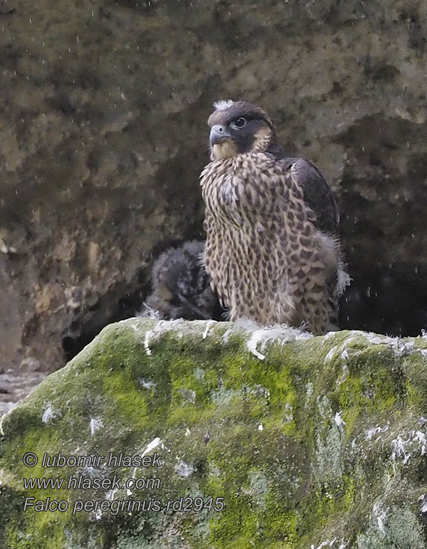 Sokół wędrowny Falco peregrinus