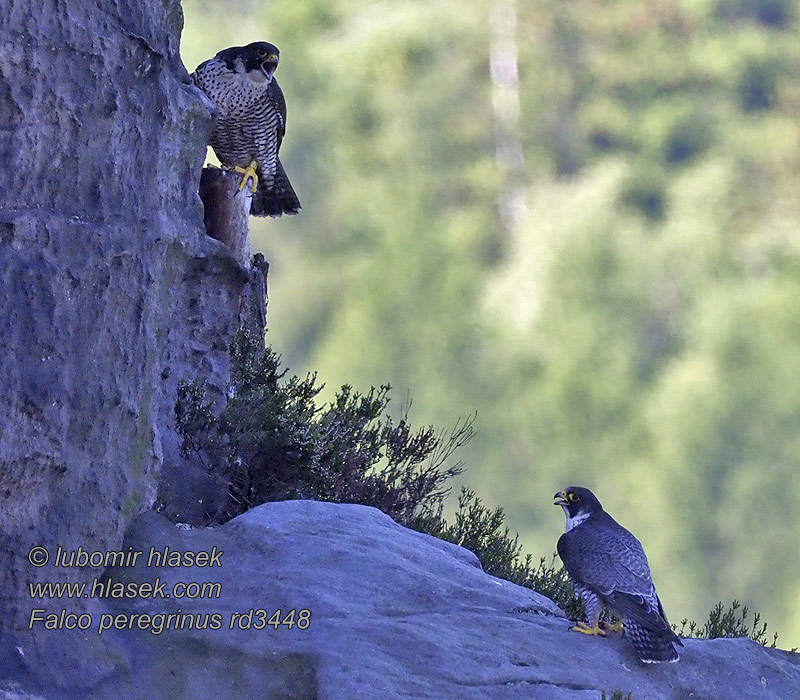 游隼 ハヤブサ Falco peregrinus