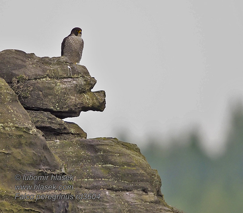 Falco peregrinus