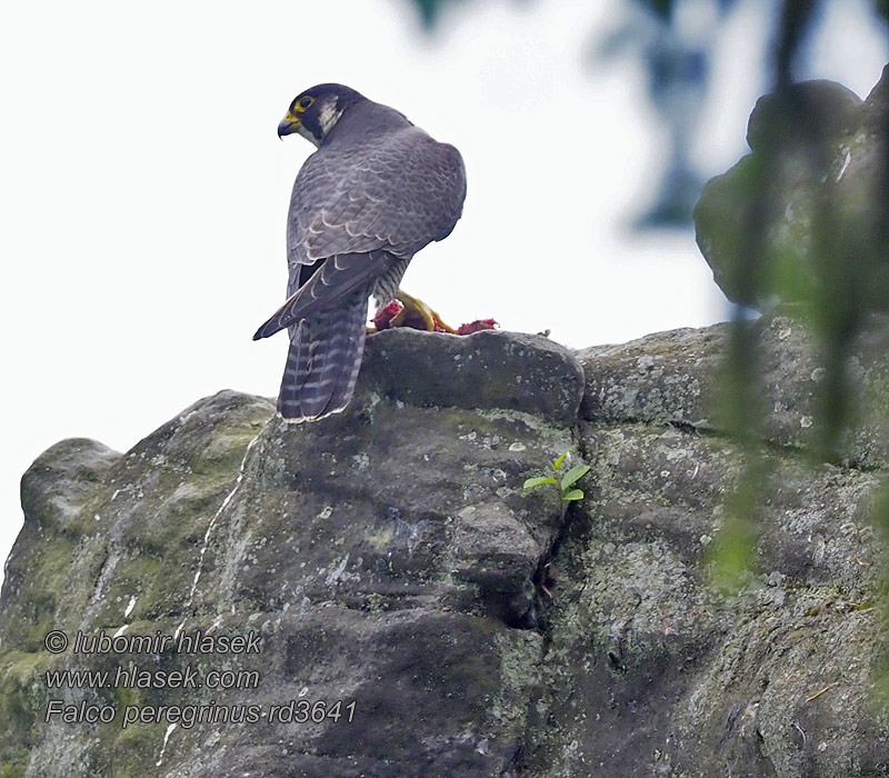 Falco peregrinus