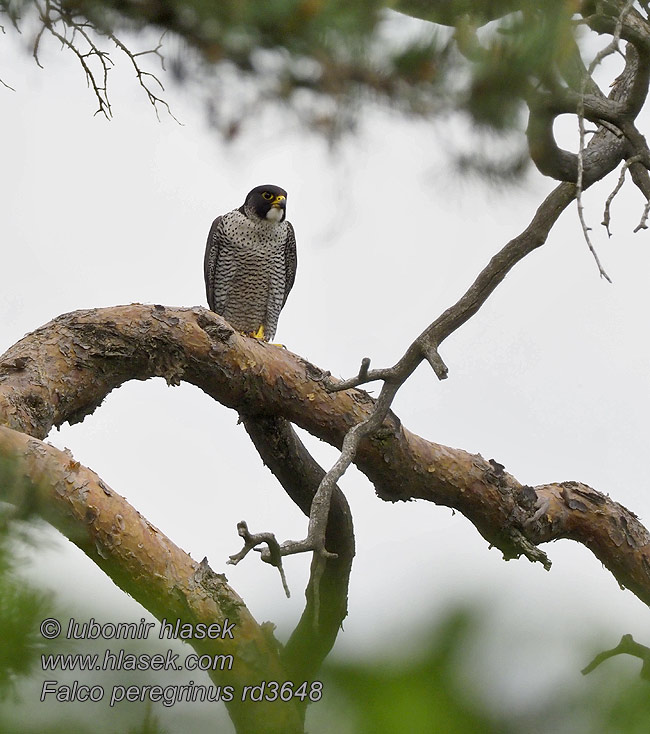 Falco peregrinus