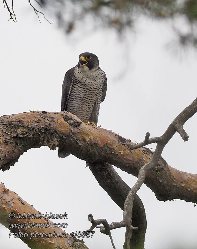 Peregrine Wanderfalke Faucon pà¨lerin Falco peregrinus