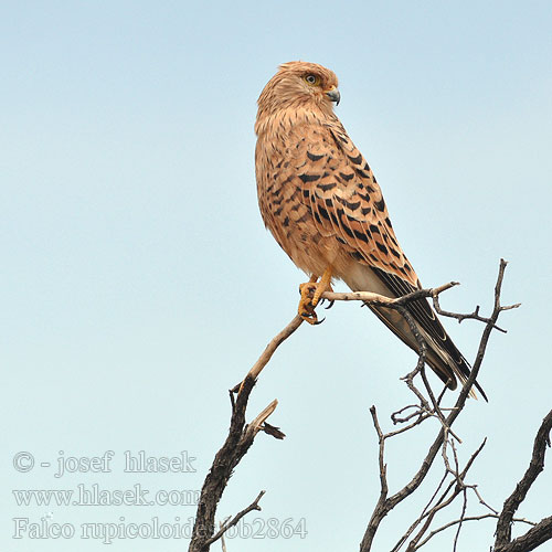 Falco rupicoloides Greater Kestrel White eyed Poštolka bělooká Steppenfalke Afrikansk Tårnfalk Cernícalo Ojiblanco Savannituulihaukka Crécerelle aux yeux blancs Gheppio maggiore africano メジロチョウゲンボウ Grote Torenvalk Pustulka stepowa Peneireiro olho branco Большая пустельга Afrikansk Tornfa Grootrooivalk Kakodi Kozi Macho-meupe Phakalane Sokol bielooký Szavannavércse