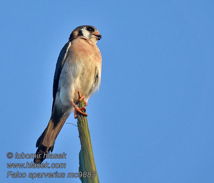 American Kestrel Cernícalo Americano Amerikantuulihaukka