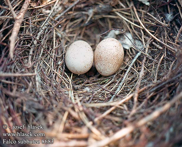 birds eggs nests Falco subbuteo Hobby Baumfalke Faucon hobereau