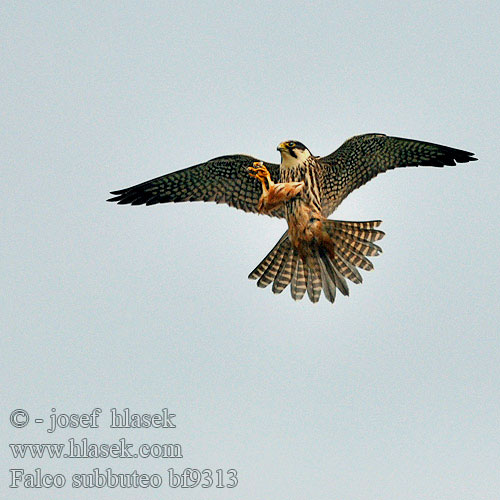 Falco subbuteo Hobby Baumfalke Faucon hobereau