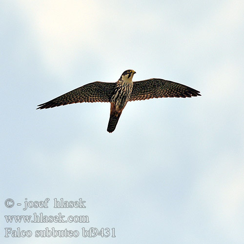 Hobby Baumfalke Faucon hobereau Alcotán Europeo